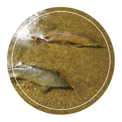 GRCA Fish