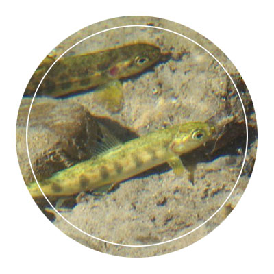 GRCA Fish
