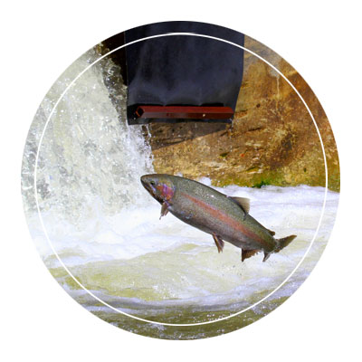dam fish