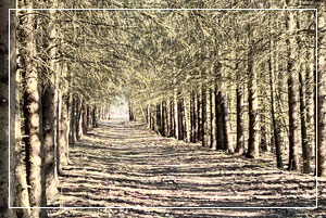 Rice Lake Conservation Area