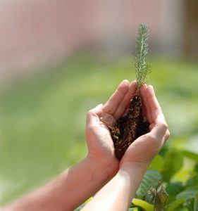 Tree Planting - Careful Handling and Planting of Nursery Stock