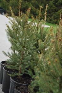 Tree Planting - Naturalizing Your Local Park or Backyard