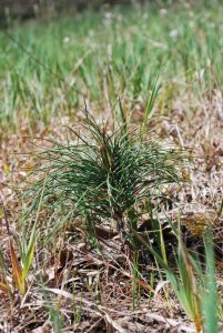 Tree Planting - Successful Transplanting