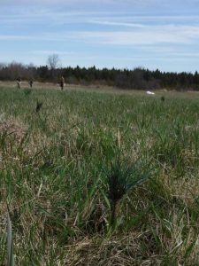 Tree Planting - Tree Guards Protect Your Trees